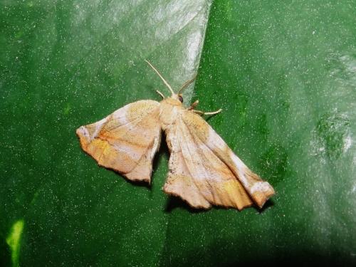 Apeira syringaria